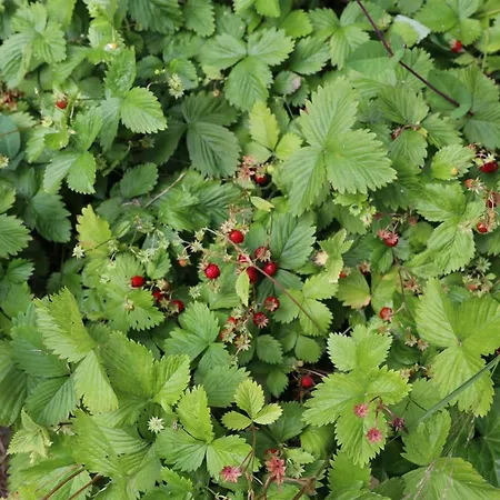 דירה Wiesenblick In *